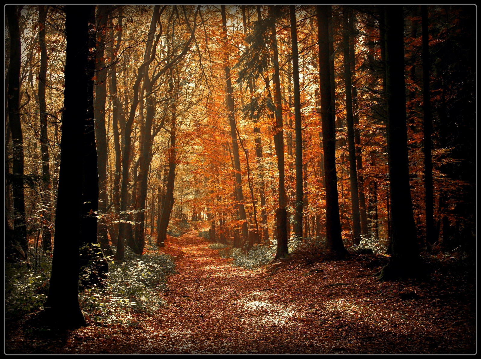 slunečnímu záření, les, podzim, Příroda, dřevo, větev, svítání, ráno, Německo, slunce, cesta, kolínská, UMĚNÍ, strom, podzim, list, rostlina, sezóna, cesta, elitegalleryaoi, tma, tvořivý, naturesfinest, theunforgettablepictures, bestcapturesaoi, aplusphoto, platinumphoto, damniwishidtakenthat, superaplus, Oberberg, platinumsuperstar, vanagram, zálesí, 2112008, vob, místo výskytu, přírodní prostředí, dřevina, ekosystém