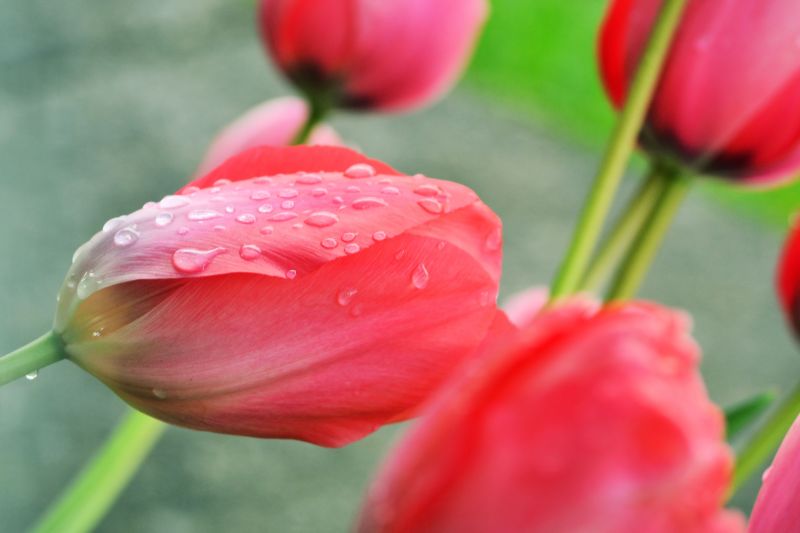 květiny, tulipány, růžový, Červené, déšť, jaro květiny, tulipány, růžový, Červené, déšť, jaro