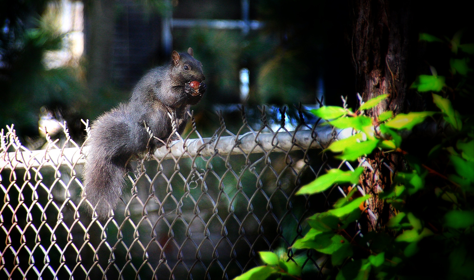 mondo, parco, città, viaggio, blu, autunno, cielo, Sole, New York, macro, riflessione, autunno, natura, le foglie, animale, notte, nuvole, Canone, fiume, lente, ribelle, luci, Guidare, vedere, luogo, arcobaleno, scoiattolo, flickr, gdl, vista, stato, DR, famoso, panoramico, sigma, turista, Casinò, turisti, storico, cascate, bagliore, Castagna, raggi, ferro di cavallo, dslr, dovere, Maidofthemist, Casinò, App, attrazione, sl1, Rainbowbridge, Cavalli a ferro di cavallo, riverroad, Eriecounty, Canadain, riverrd, NRHP, Niagaracounty, 18,25 mila millimetri, onasill, Snapseed