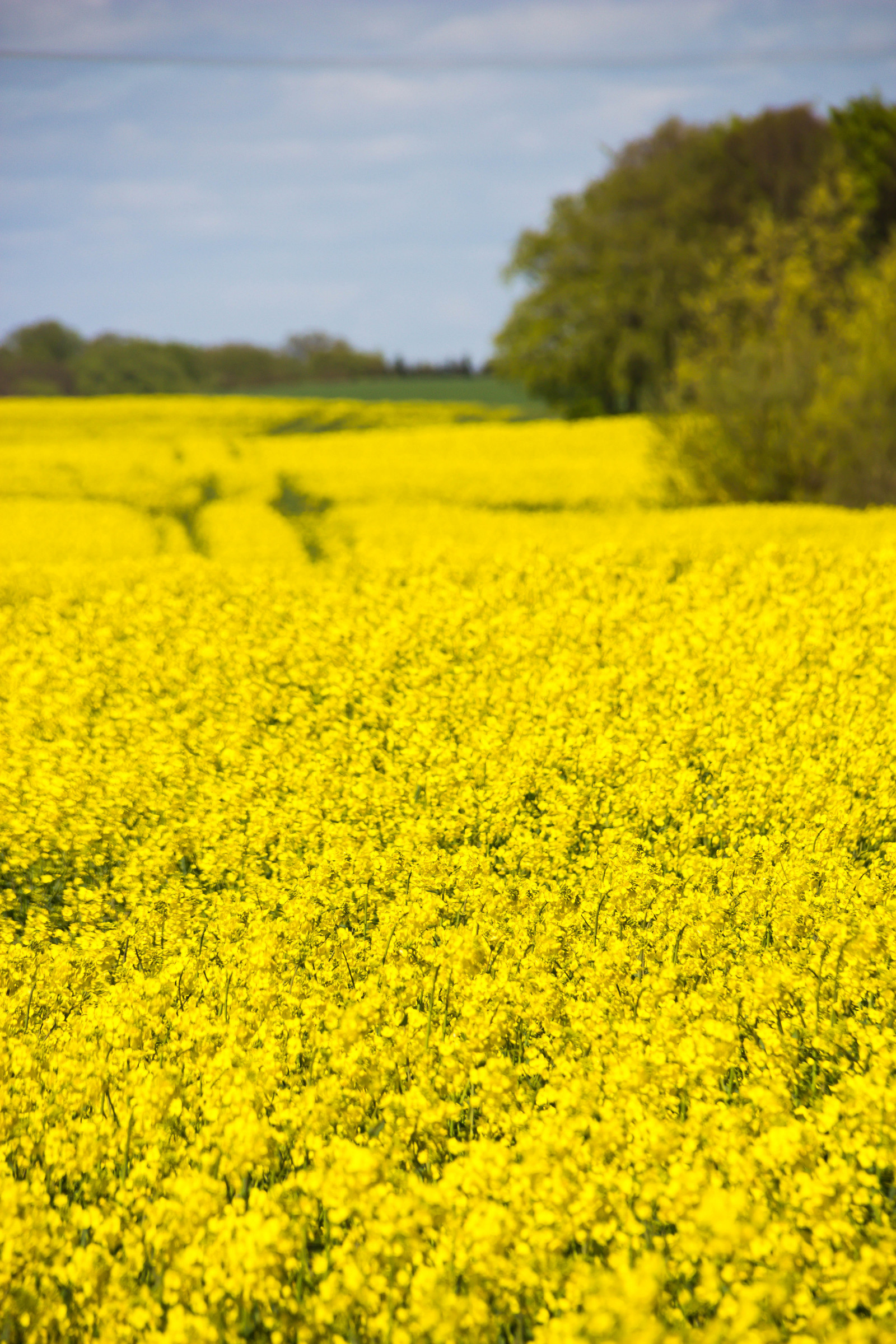 Wallpaper : landscape, food, field, yellow, Rapeseed, flower ...