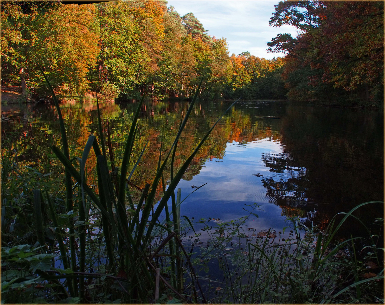 ต้นไม้, แนวนอน, ป่า, ใบไม้, ทะเลสาบ, น้ำ, ธรรมชาติ, การสะท้อน, เช้า, เยอรมนี, แม่น้ำ, ถิ่นทุรกันดาร, บ่อน้ำ, กระแส, พื้นที่ชุ่มน้ำ, 2014, ต้นไม้, ฤดูใบไม้ร่วง, ใบไม้, ฤดู, แดด, การสะท้อน, ท้องฟ้า, สี, wasser, b ume, spiegelungen, ostseeleuchte, ป่าไม้, laub, ถิ่นที่อยู่, สภาพแวดล้อมทางธรรมชาติ, ทางน้ำ, ไม้ยืนต้น, เนื้อน้ำ, Autumncolors, sonnenschein, Ostholstein, herbstfarben, herbststimmung, oktober2014