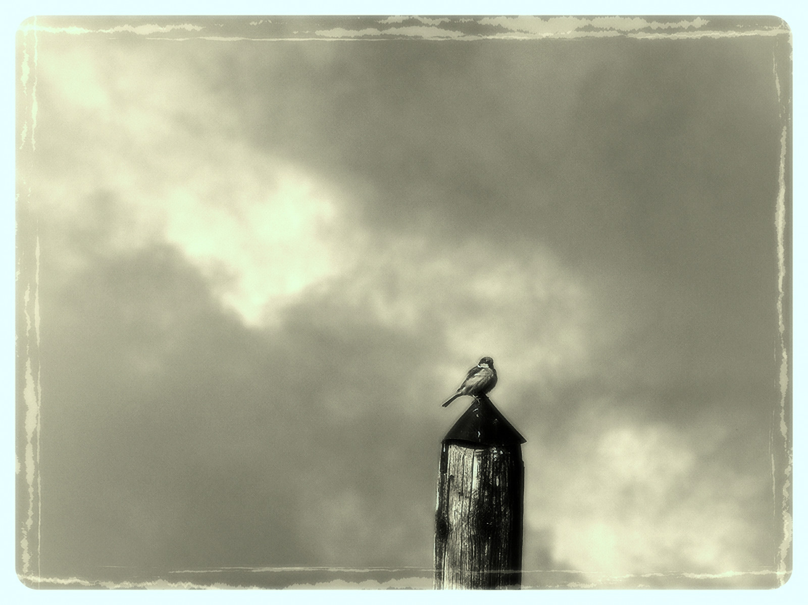 ภาพวาด, จิตรกรรม, ขาวดำ, มืด, ธรรมชาติ, ความเรียบง่าย, ท้องฟ้า, กลางแจ้ง, เมฆ, หมอก, ซีเปีย, ฝรั่งเศส, ภาษาฝรั่งเศส, ฤดูใบไม้ผลิ, พานาโซนิค, ศิลปะ, เบา, นก, ฝรั่งเศส, วัสดุ, ดิจิตอล, Ciel, ความแตกต่าง, lumix, frankreich, ร่าง, Bourgogne, เรียบง่าย, frankrijk, ศิลปะสมัยใหม่, fz50, เบอร์กันดี, กรอบรูป, francais, Yonne, svetlost, mladjenovic, ปศุสัตว์, morvan