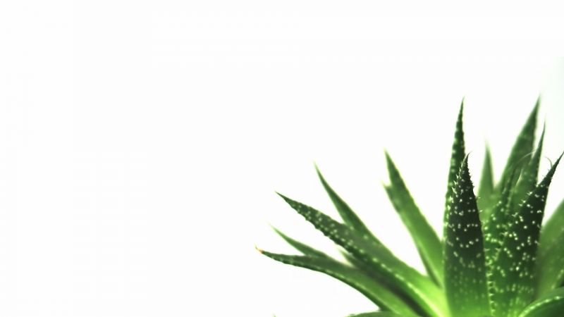 1920x1080 px,achtergrond,macro,minimalistische,natuur,planten