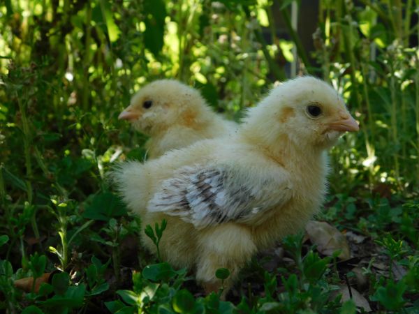 poultry,Chicken,pigeons