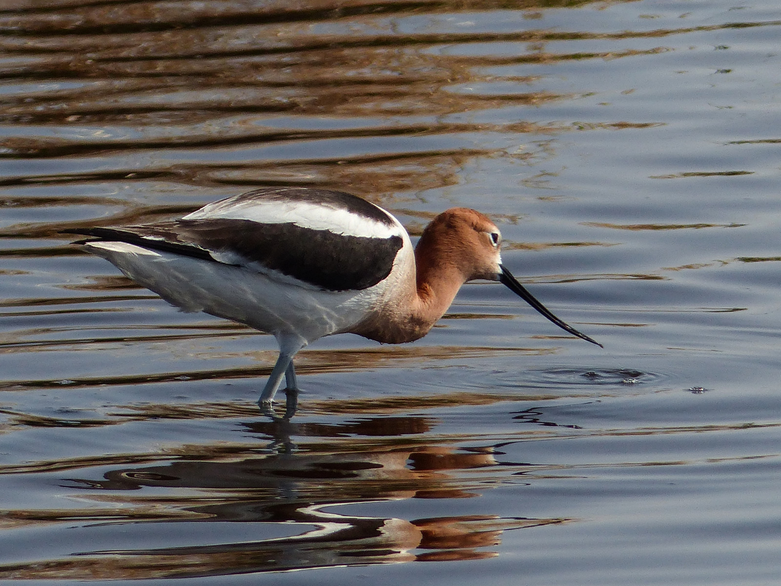 Kanada, odraz, pták, voda, sezóna, lumix, jaro, rybník, krmení, smět, Alberta, vlnky, boční pohled, Slough, ornitologie, influenza, mokřadní, Americanavocet, vodního ptáka, brodivý pták, Recurvirostraamericana, Recurvirostridae, annkelliott, anneelliott, seofcalgary, Franklakearea, fz200, Largeshorebird, panasonicdmcfz200