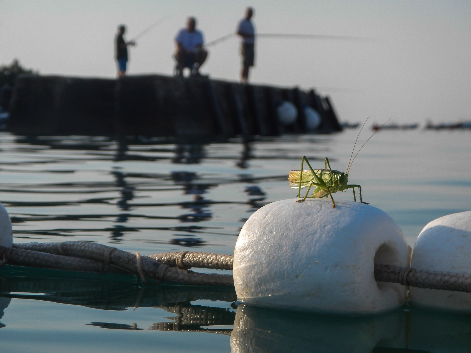 kriket, mřížka, rybolov, Angeln, m nner, muži, voda, wasser, meer, moře, bóje, Boje, optimistický, aw110, Nikon