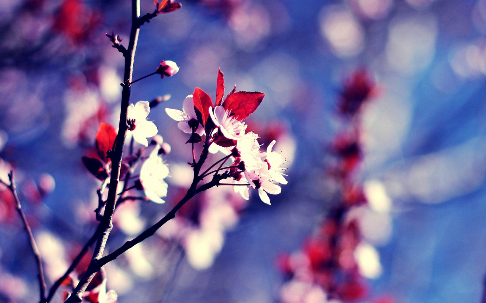 Backgorund Ranting Bunga Wallpaper : 1920x1200 px, bokeh, ranting, bunga-bunga, makro, alam ...
