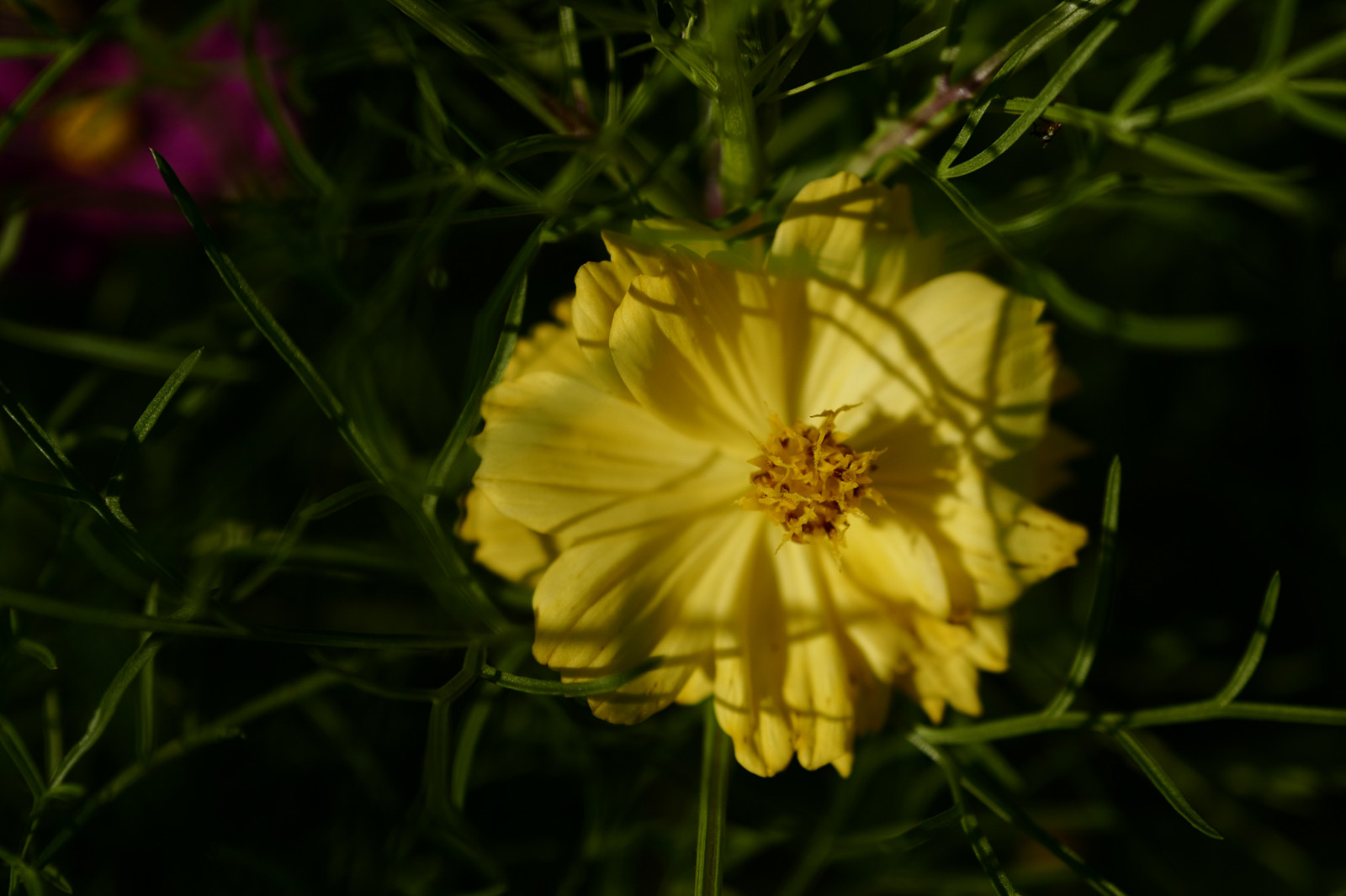 Japonsko, slunečnímu záření, Příroda, tráva, pole, zelená, žlutý, květ, Leica, Tokio, jp, květ, rostlina, kosmos, flóra, okvětní lístek, louka, Hamarikyu, Shiodome, summilux, leicaq, summilux1728, q, 1728, divoká rostlina, botanika, suchozemská rostlina, kvetoucí rostlina, zblízka, makro fotografie, závod stonek, daisy rodina