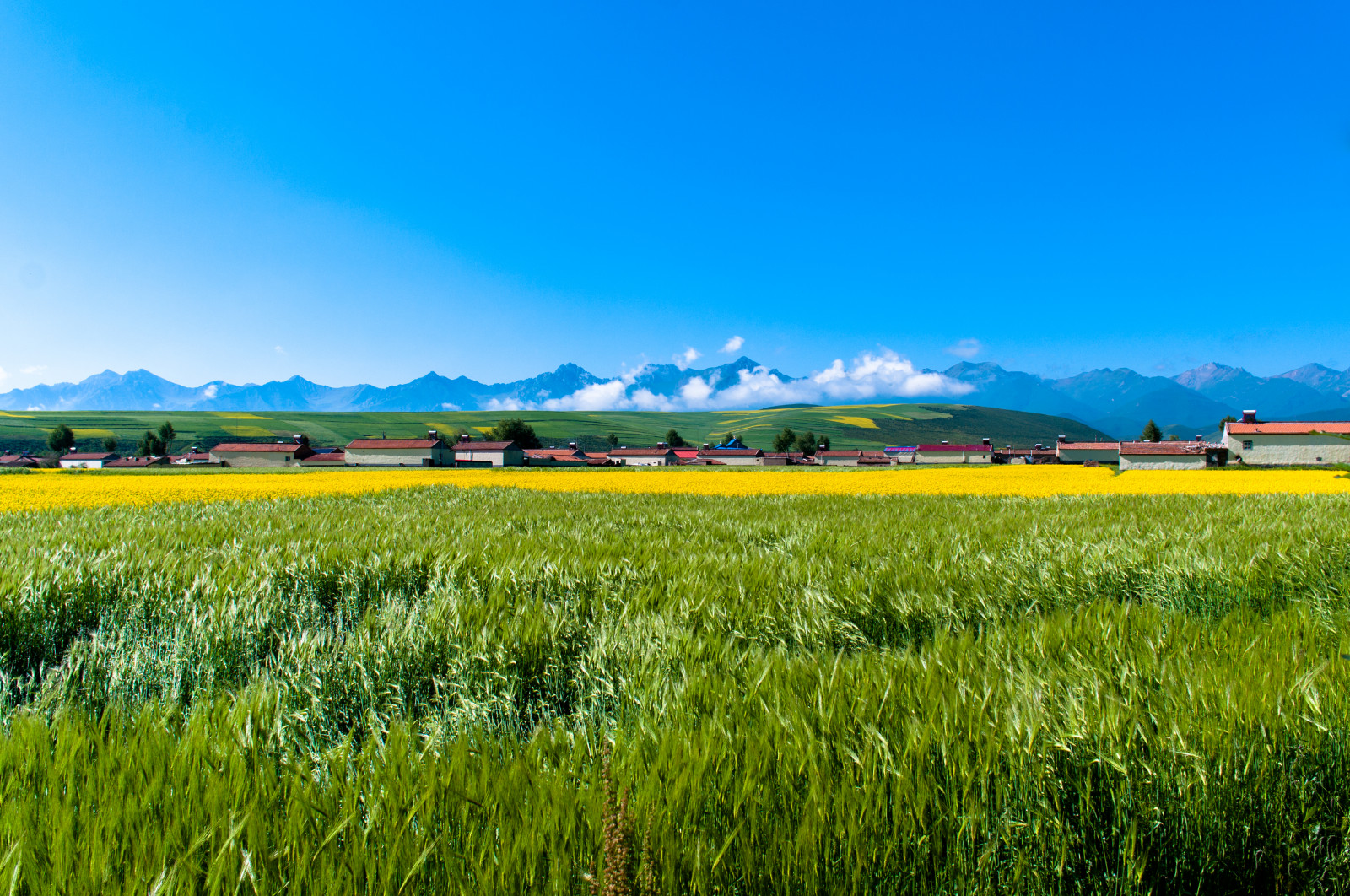 landscape, food, flowers, grass, sky, field, horizon, summer, plateau, steppe, Rapeseed, color, scenery, flower, grassland, plant, natural, pasture, canola, agriculture, meadow, plain, prairie, crop, rural area, produce, land plant, flowering plant, ecosystem, grass family, vegetable, brassica, mustard plant, paddy field