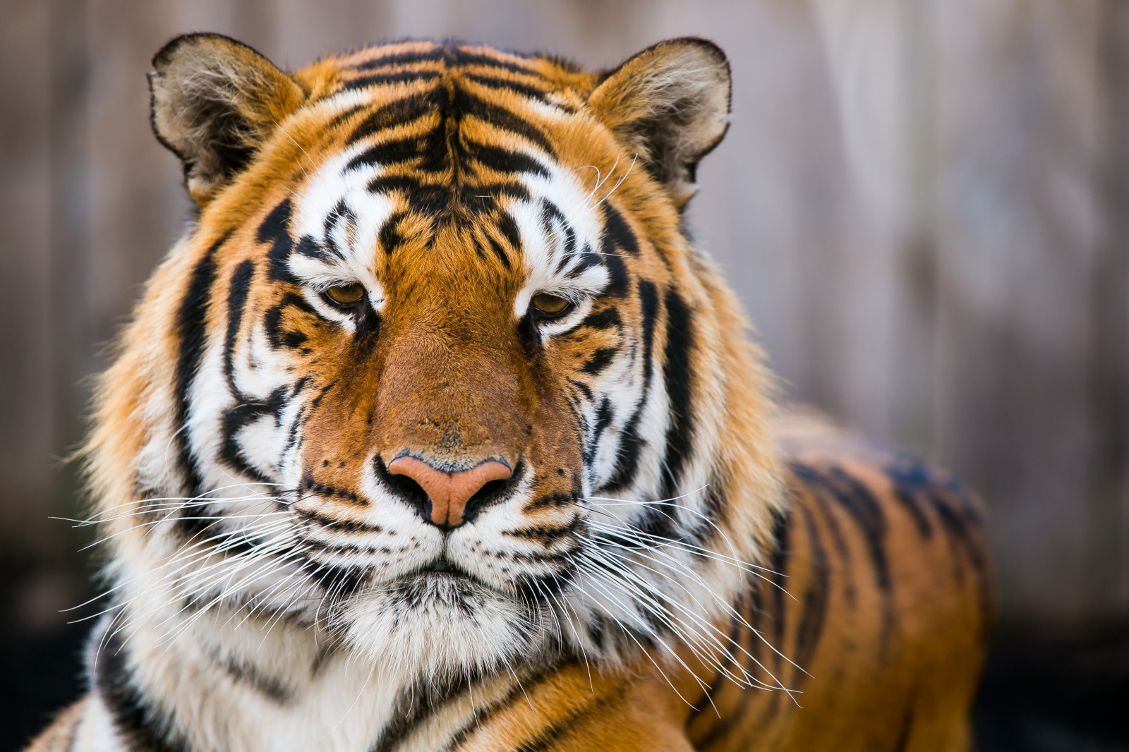 parkere, tiger, dyreliv, pels, store katte, Zoo, whiskers, Donegal, dyr, canon5dmarkiii, fauna, pattedyr, kat lignende pattedyr, snude, carnivoran, organisme, canon5dmark3, kurtmiller, livingtreasures, terrestrial animal