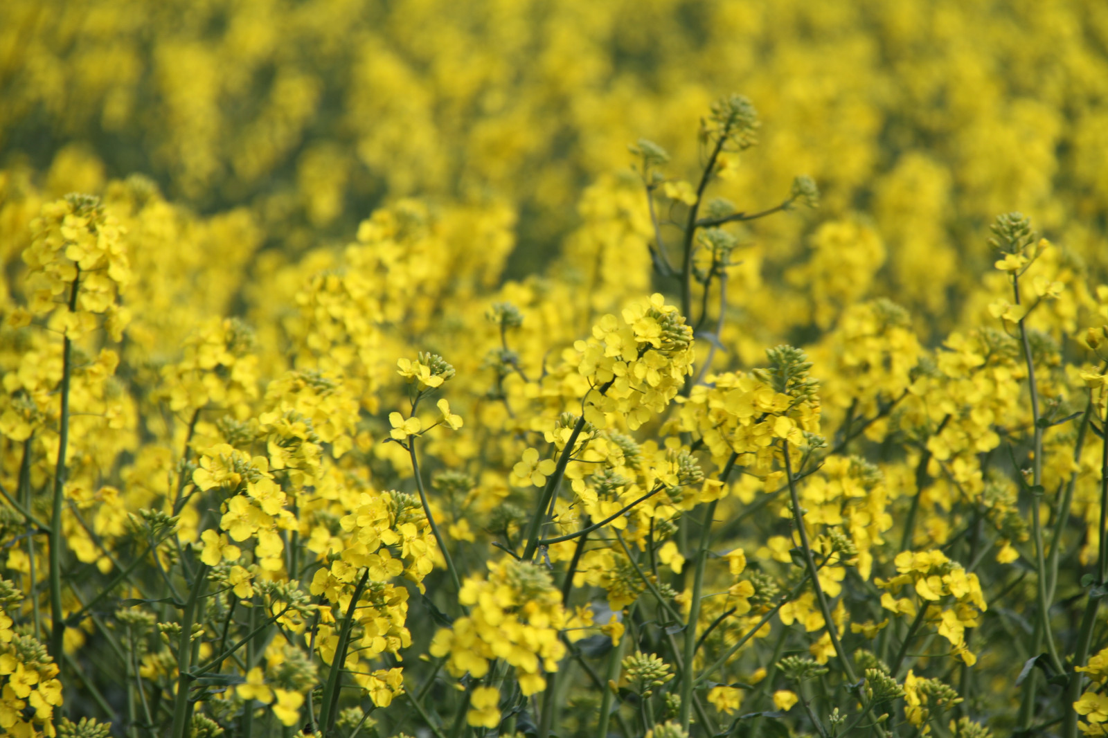 Wallpaper landscape, food, field, yellow, Rapeseed, flower, canola