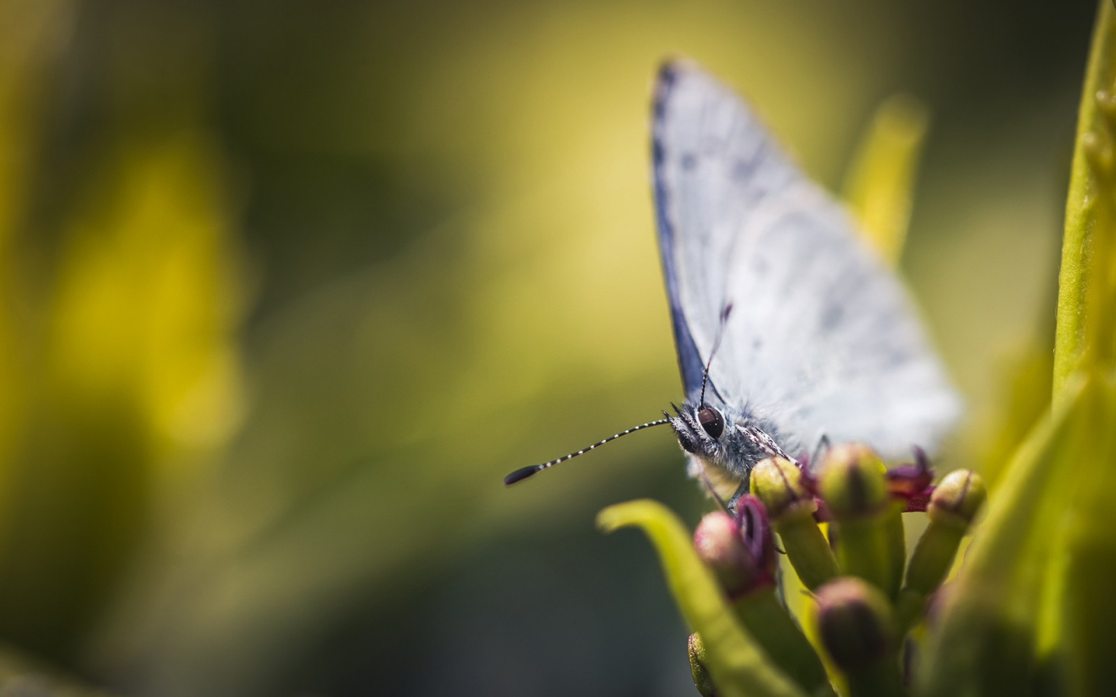 slunečnímu záření, zvěř, Příroda, tráva, rostliny, fotografování, makro, motýl, hmyz, zelená, žlutý, lepidoptera, list, květ, flóra, křídlo, fauna, 1920x1200 px, zblízka, makro fotografie, závod stonek, bezobratlý, členovců, můry a motýli, lycaenid