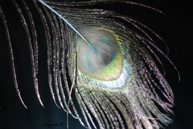 Pauw,macro,zilver,biologie,2014,macromonday