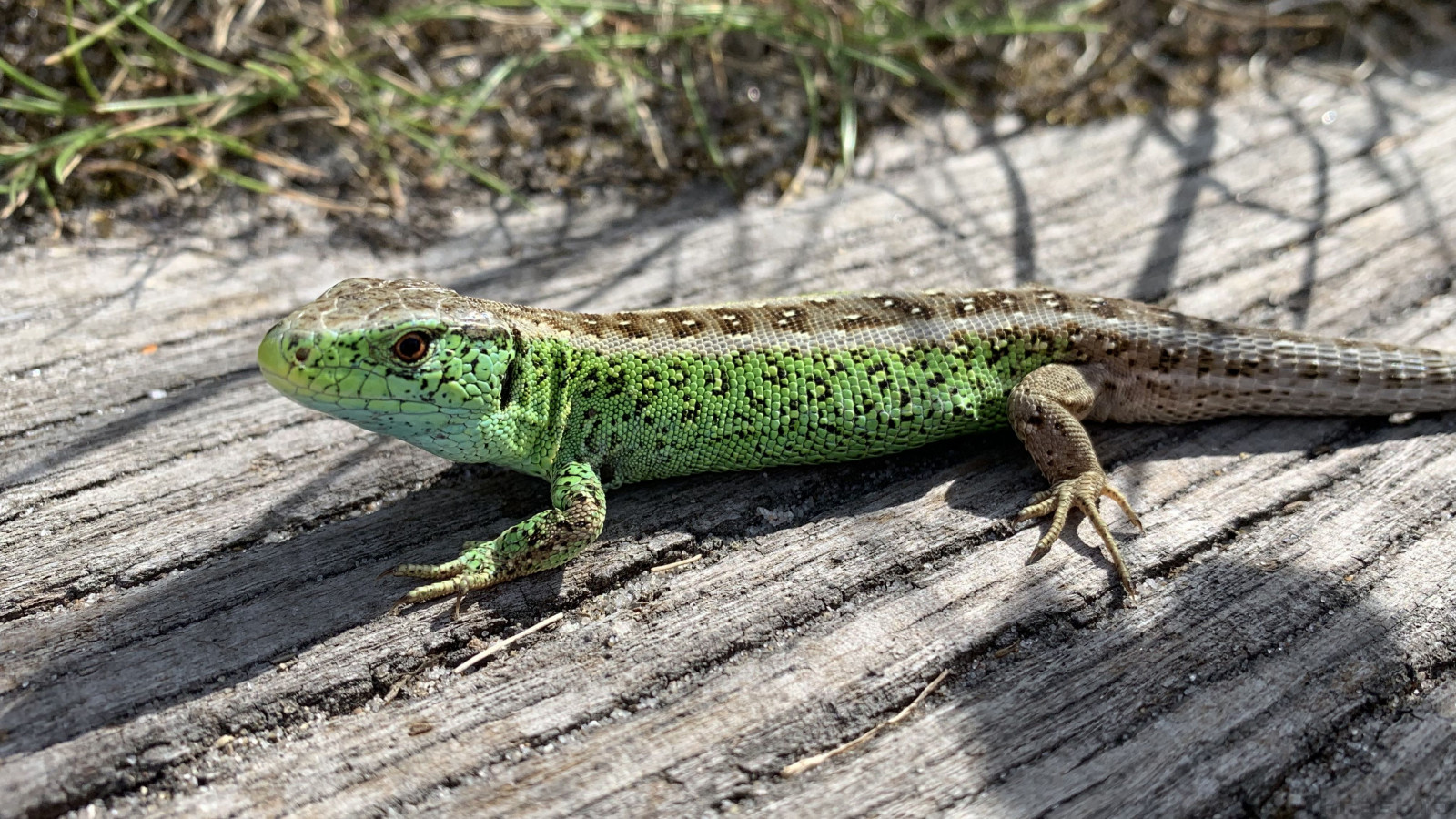 Wallpaper iguania, organism, scaled reptile, Wall lizard, terrestrial