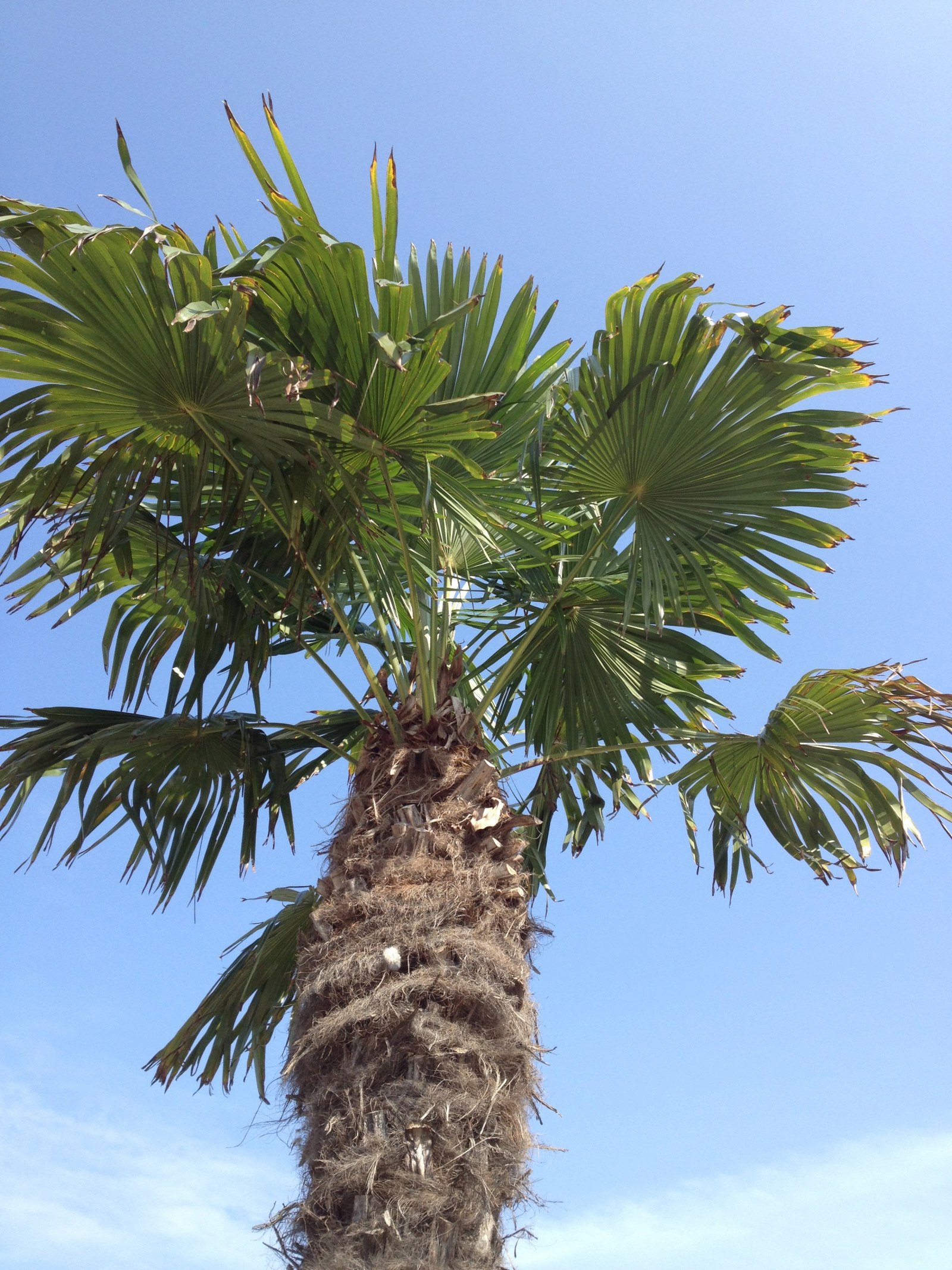 mad, afdeling, træ, blomst, plante, Trelleborg, Palmer, palmthrees, fremstille, botanik, jord plante, blomstrende plante, vedplante, arecales, palme familie, borassus flabellifer, daddelpalme