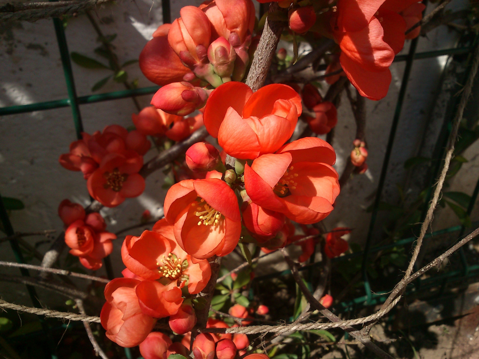 Bakgrundsbilder : natur, röd, röda blommor, blomma, blad, flora ...