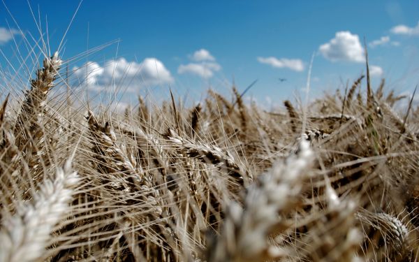 ears,sky,wheat,azure