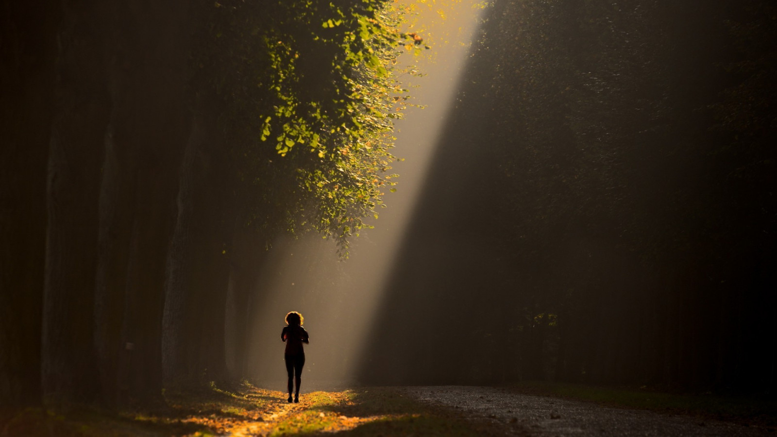 sportovní, slunečnímu záření, stromy, les, listy, ženy venku, ženy, noc, Příroda, odraz, stín, silueta, večer, ráno, mlha, zpětný pohled, měsíční svit, atmosféra, cesta, běh, jitřenka, světlo, strom, podzim, mlha, list, počasí, svítání, tma, 1920x1080 px, atmosférický jev, vodní prvek