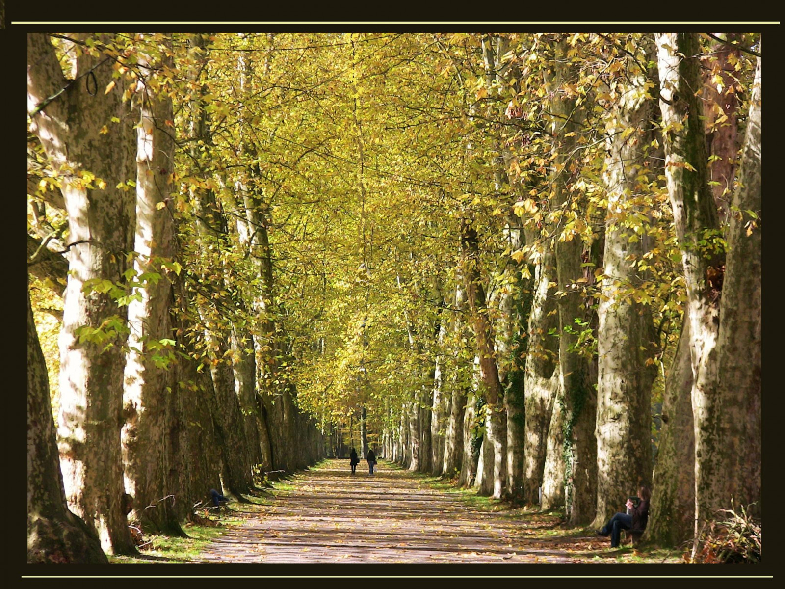 slunečnímu záření, stromy, les, listy, zahrada, Příroda, park, větev, bříza, strom, podzim, list, květ, rostlina, sezóna, flóra, natur, jardin, Wald, 100commentgroup, baum, 1001nights, 1001nightsmagiccity, b UME, roba66, naturalezza, zálesí, garten, bl tter, IML ndle, allee, t Bingen, platanen, místo výskytu, přírodní prostředí, botanika, suchozemská rostlina, kvetoucí rostlina, dřevina, opadavý
