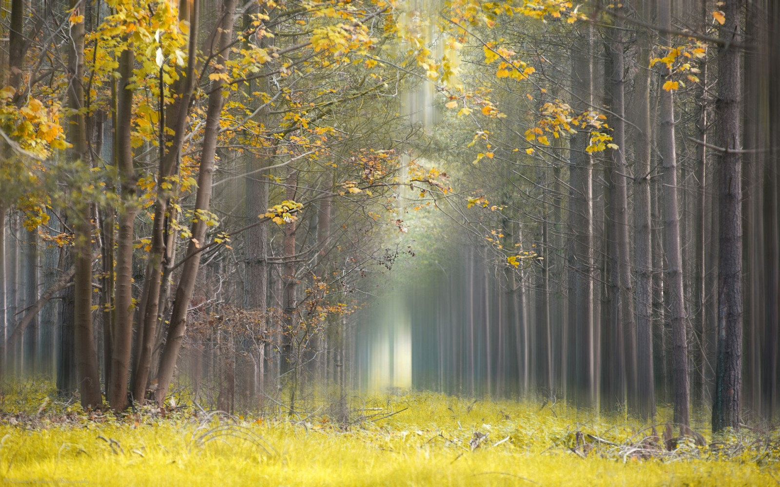 luce del sole, alberi, paesaggio, foresta, le foglie, natura, erba, ramo, giallo, mattina, nebbia, luce del giorno, sentiero, albero, autunno, foglia, pianta, stagione, prato, bosco, habitat, ambiente naturale, fenomeno atmosferico, pianta legnosa, ecosistema, deciduo