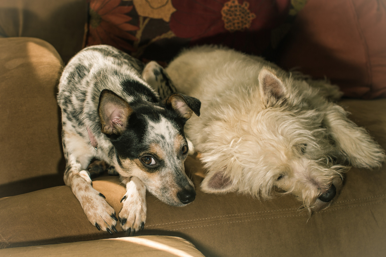 leggero, cani, finestra, Canone, Jack, 50 millimetri, occhi, bestiame, naturale, westie, Sabato, sigma, giù, divano, assonnato, 7d, fissare, riposo, E3, freddo, orage, pastoso, riempire, lightroom, jackrussle, 430EX, 430exii, canon7d, canon430exii, lightroom5