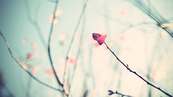 sunlight, leaves, nature, plants, red, reflection
