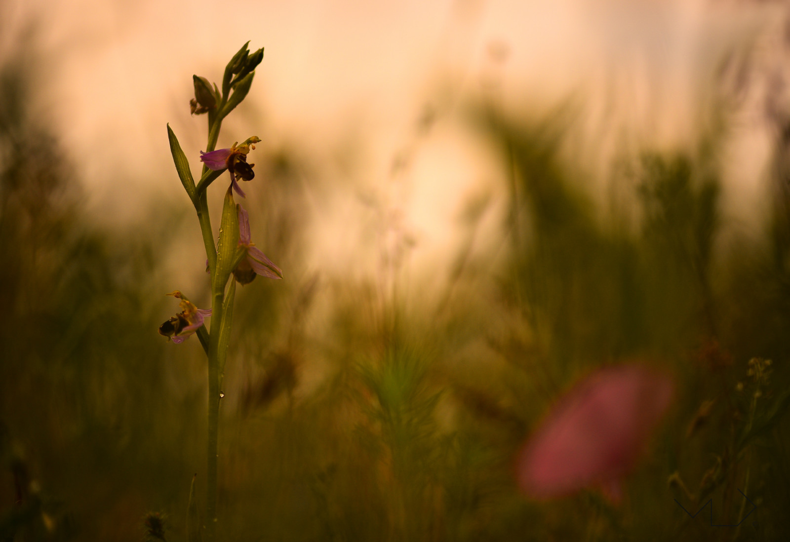 luce del sole, tramonto, natura, riflessione, erba, fotografia, legna, ramo, verde, mattina, Nikon, fiorire, leggero, albero, autunno, foglia, fiore, pianta, selvaggio, stagione, flora, bosque, Fiore di campo, lo adoro, sfondo del computer, avvicinamento, fotografia macro, famiglia di erba, dispositivo, sul pavimento, apifera, orquis