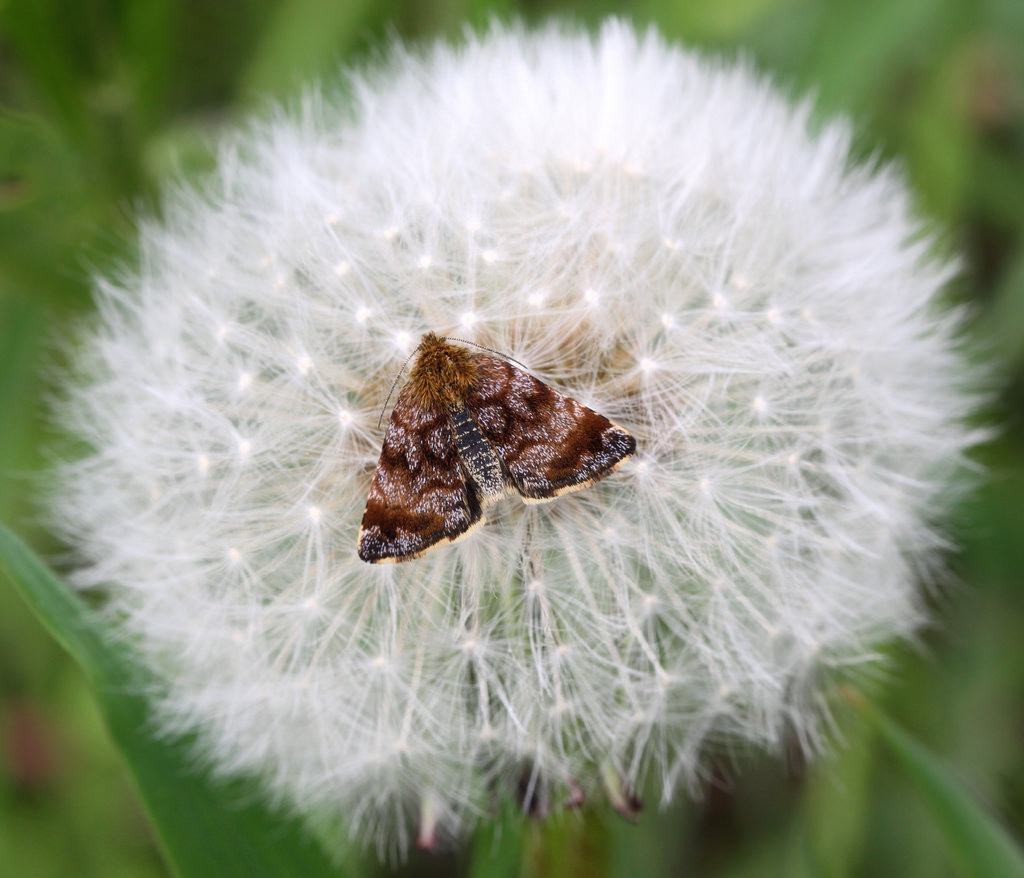 dyr, natur, græs, fotografering, makro, sommerfugl, insekt, Canon, mælkebøtte, insekt, Larve, møl, møl, dyr, blomst, plante, insekter, bugs, flora, sommerfugle, 100mm28lmacro, nederland, thenetherlands, thegalaxy, infinitexposure, fauna, larve, botanik, jord plante, blomstrende plante, tæt på, makrofotografering, stængelplante, hvirvelløse, daisy familie, møl og sommerfugle