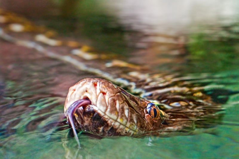 voda, organismus, Volně žijících živočichů, mořská biologie