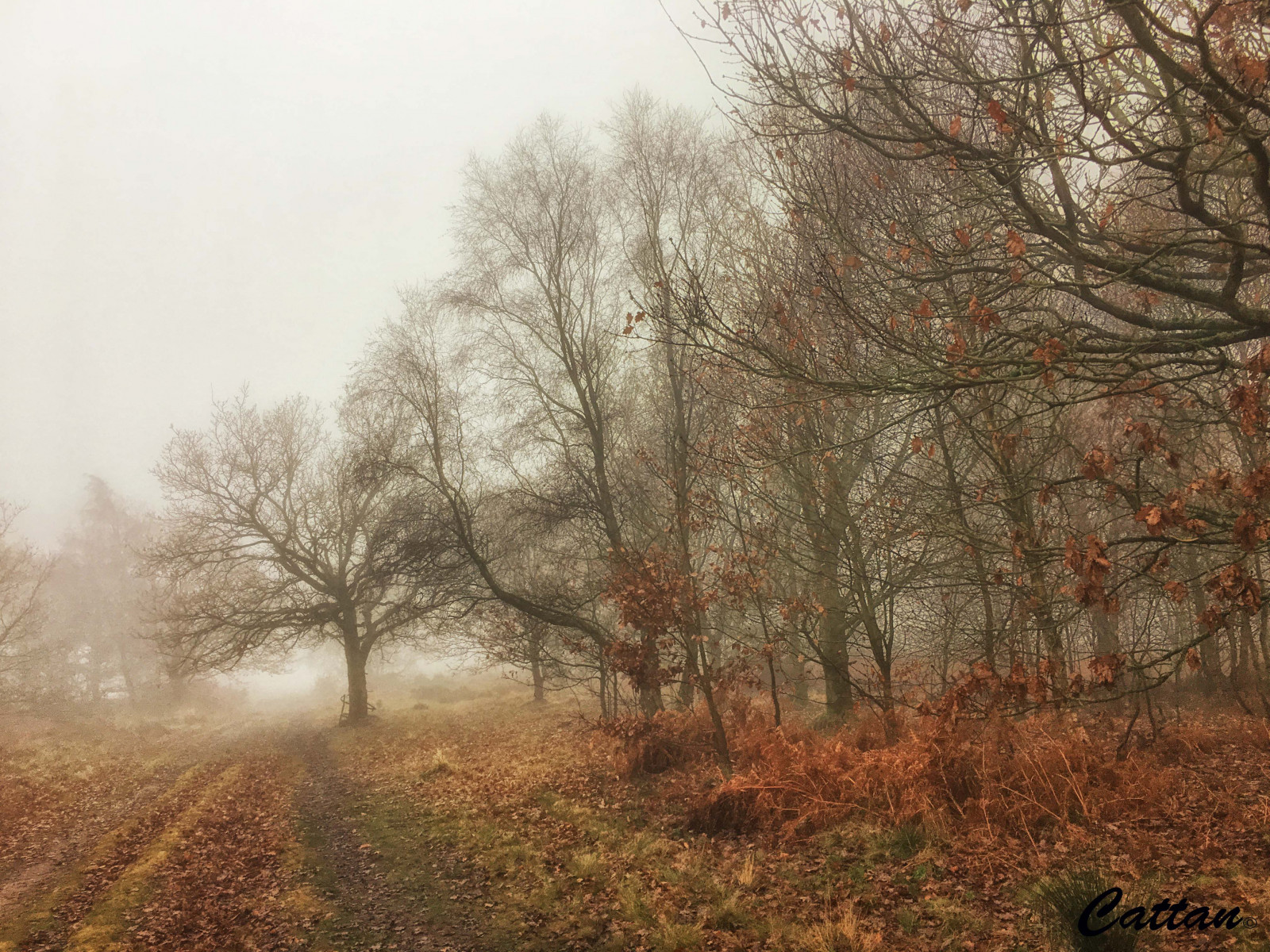 stafordšírský, Anglie, gentleshawcommon, park, lesy, Cestování, Travelblogger, travelphotography, cestovat, Příroda, naturephotography, Příroda, landscapephotography, krajina