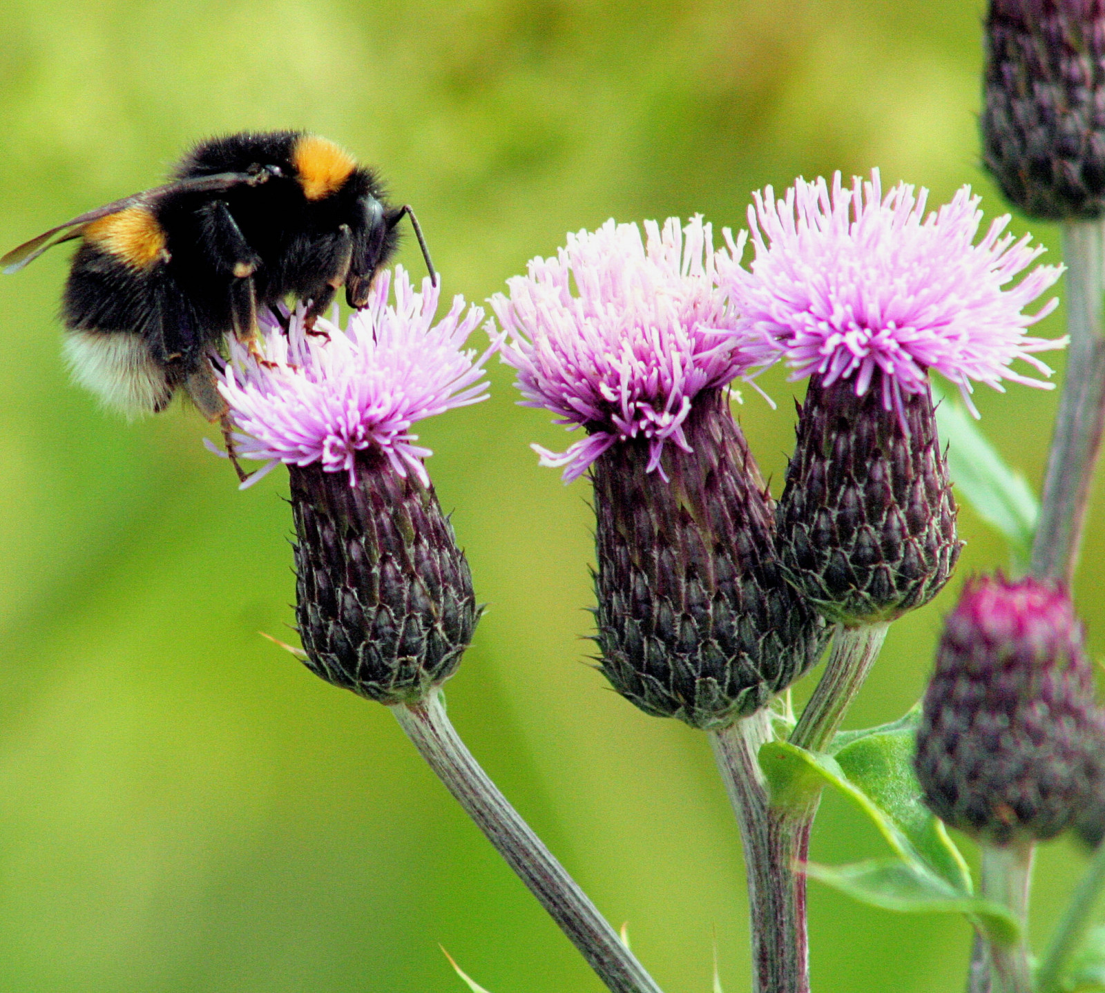Wallpaper : plant, flower, green, insect, Scotland, three ...