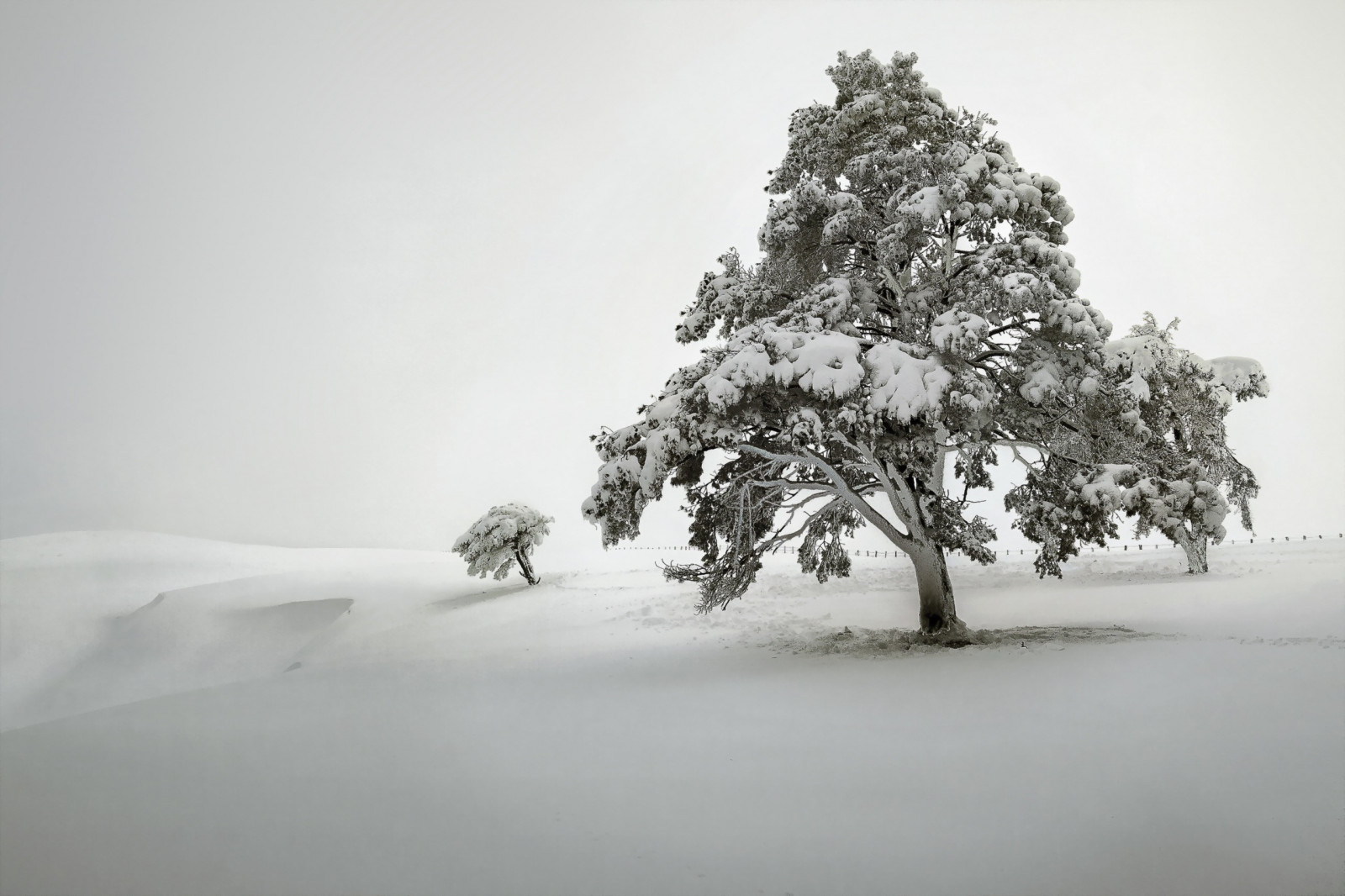 alberi, paesaggio, bianca, monocromo, natura, la neve, inverno, ramo, ghiaccio, mattina, nebbia, brina, Congelamento, albero, nebbia, tempo metereologico, stagione, bufera di neve, fenomeno atmosferico, bianco e nero, fotografia in bianco e nero, pianta legnosa, tempesta invernale