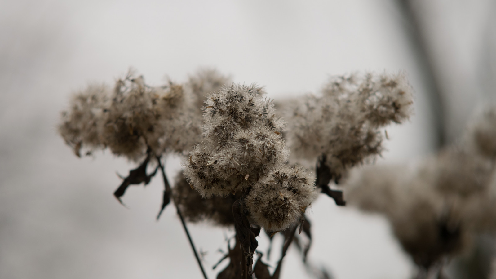 slunečnímu záření, Příroda, sníh, zima, fotografování, makro, větev, ráno, mráz, květ, jaro, herbář, zmrazení, strom, podzim, list, květ, počasí, rostlina, sezóna, flóra, zblízka, makro fotografie