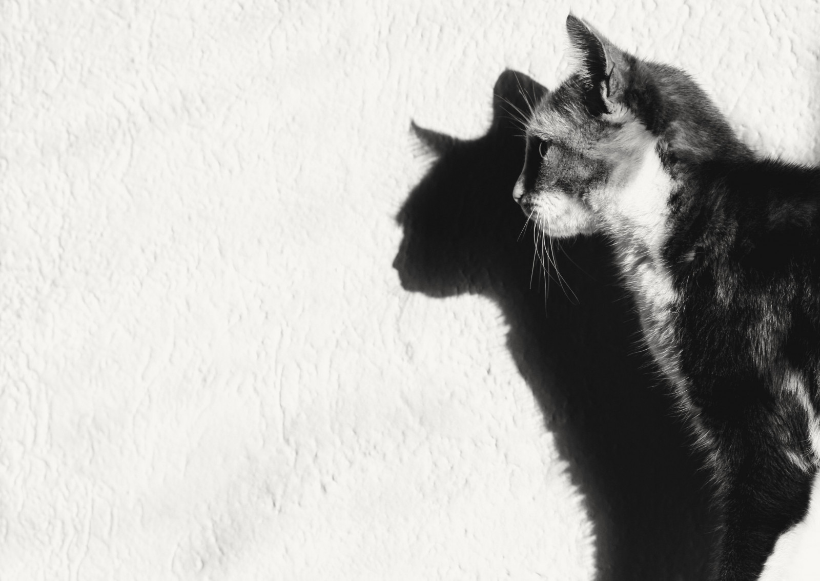 Wallpaper : shadow, cat, Pets, light, bw 4193x2971 - - 652939 - HD ...