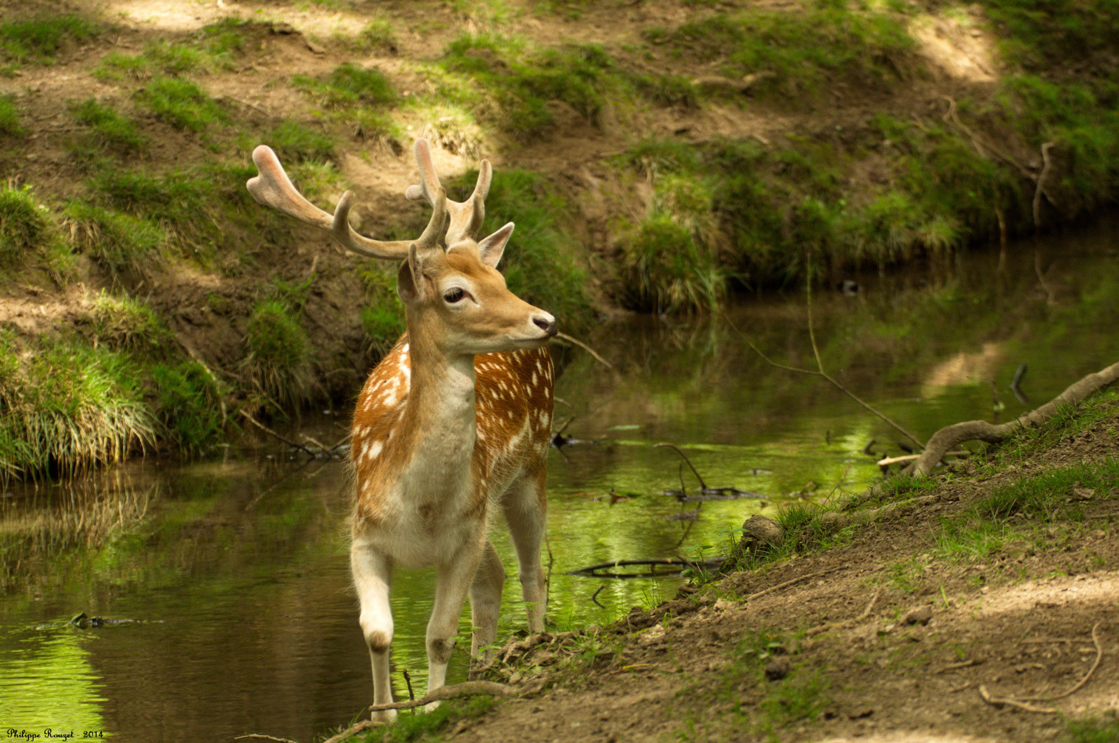 Wallpaper wildlife, nature reserve, wilderness, fauna, national park, water, Bank, grass
