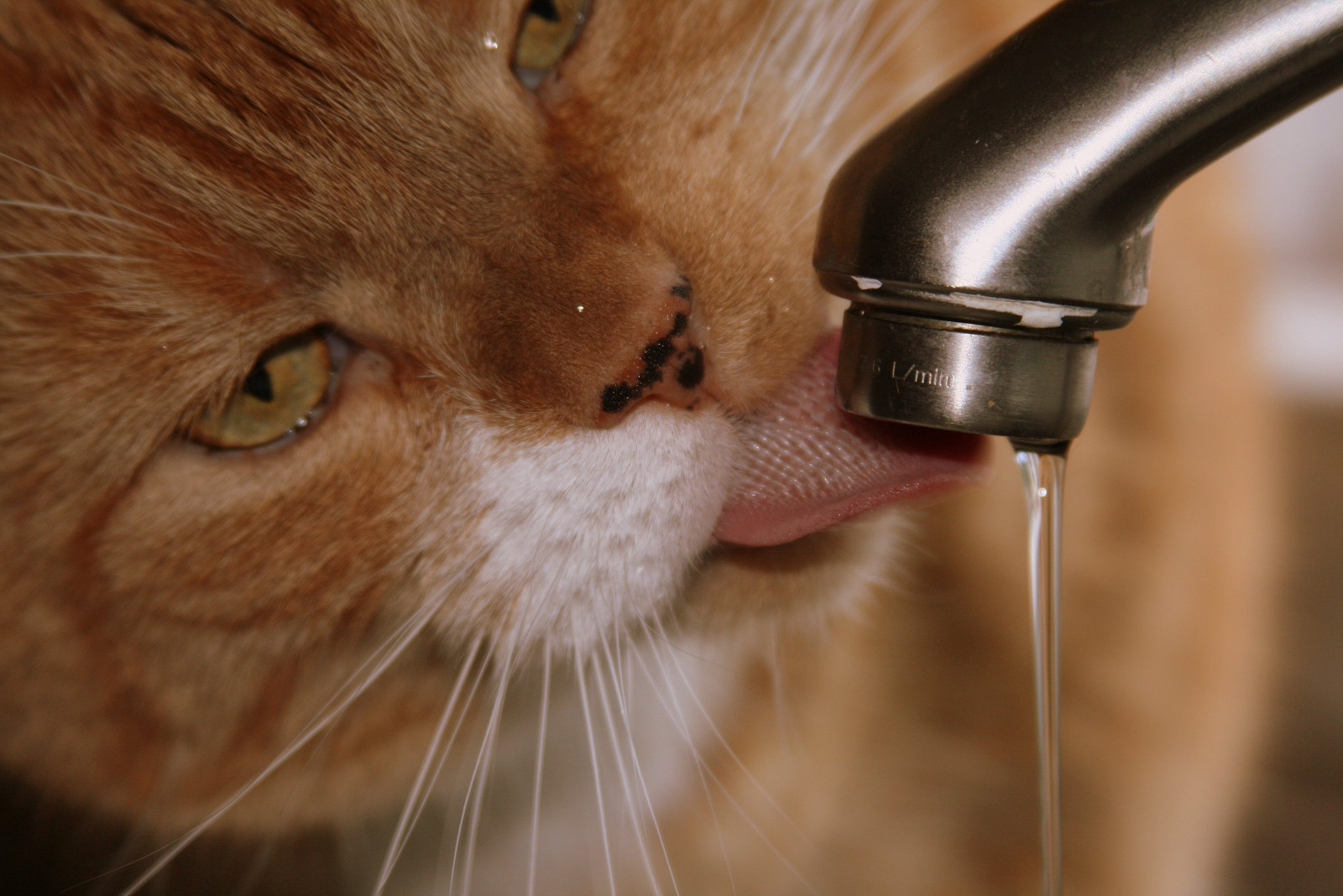 kočka, voda, napít se, oranžový, srst, nos, kníry, oko, jazyk, kotě, pití, ysplix, Wonderworld, zblízka, kočka jako savci, makro fotografie, čenich, malé až středně velké kočky, zázvor, carnivoran, domácí krátké vlasy kočka, ih, cc100, kohoutek, pet100, oreengenesses, Oswald