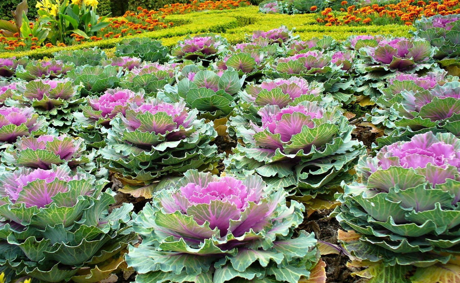 Wallpaper ornamental cabbage, flowerbed, green, beautifully 1920x1180