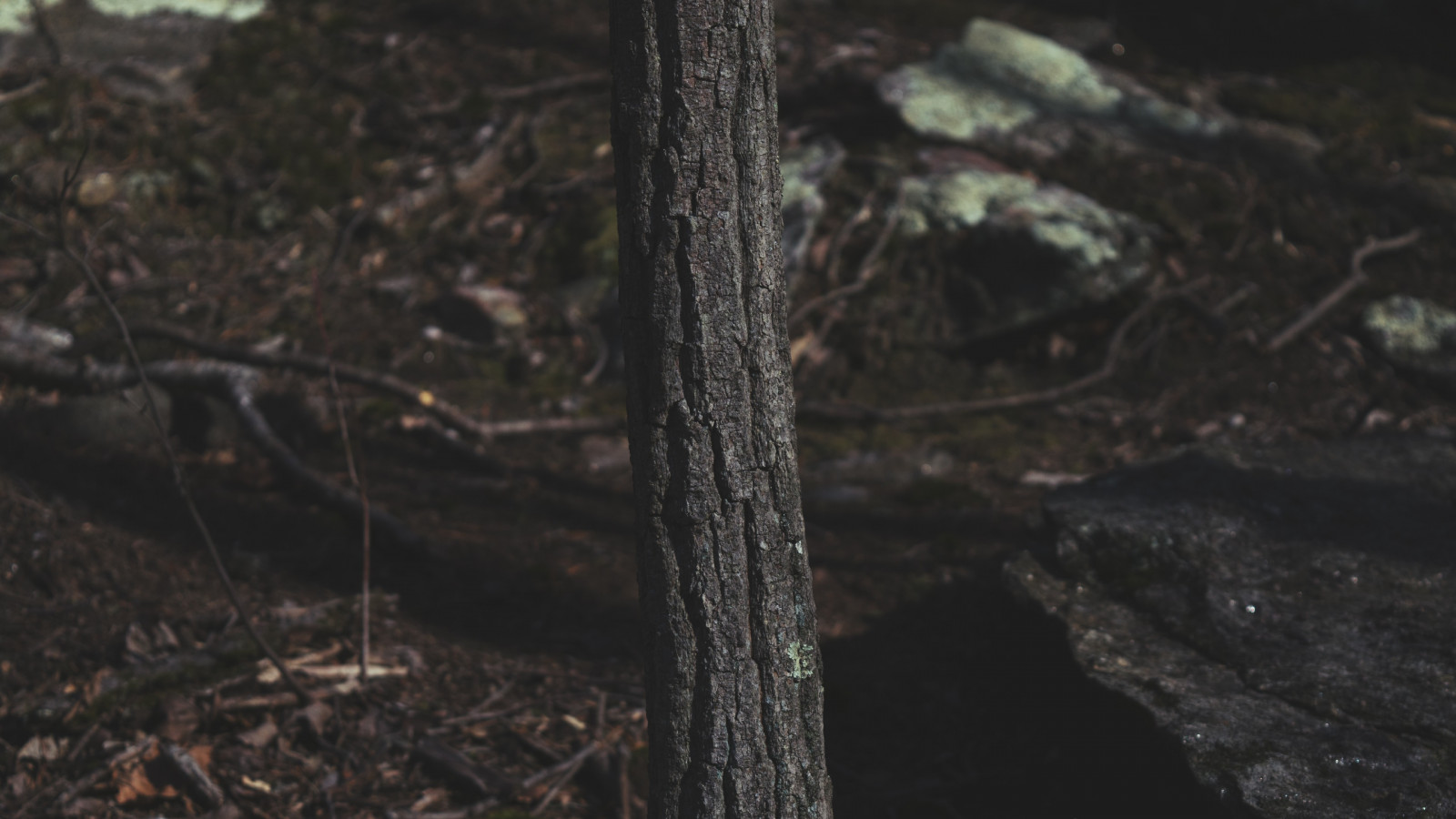 Příroda, kůra stromu, Volně žijících živočichů, fauna, půda