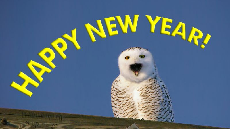 nebe, sova, fauna, zobák, dravý pták, pták