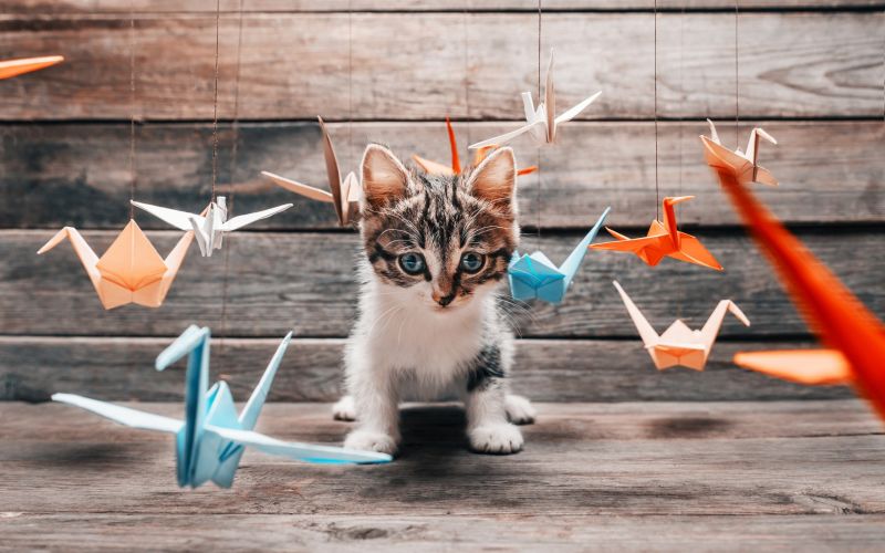 kočka, zvěř, kníry, barva, fotografování, origami kočka, zvěř, kníry, barva, fotografování, origami