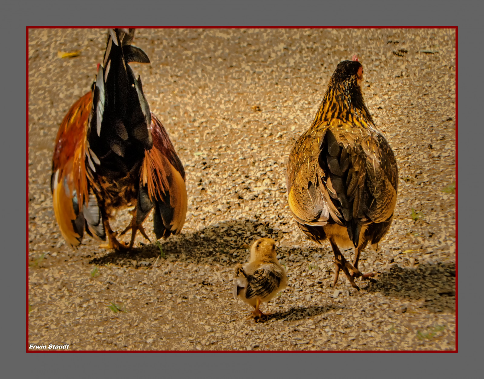 เยอรมนี, deutschland, สัตว์, Vogel, เบา, สี, รายละเอียด, sch rfe, ความคมชัด, สี, สวนสัตว์, การท่องเที่ยว, freizeit, เฟรม, natur, วิจิตรศิลป์, stativ, fernausl ser, โครงสร้าง