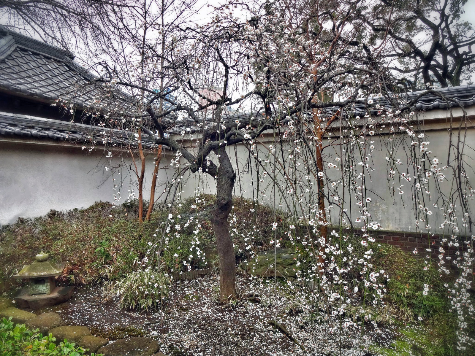 Japonsko, voda, zima, větev, Dům, Třešňový květ, květ, jaro, Yokohama, strom, květ, rostlina, UME, Kanagawa, větvička, outdoor struktura, Bakumatsu, Edoperiod, Umeblossoms, Hongakuji, Japanesebuddhisttemples, Usdiplomatichistoryinjapan