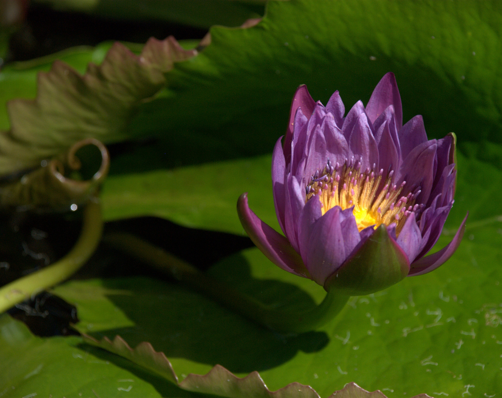 Itálie, voda, nachový, pyl, Lotus, list, květ, rostlina, Italia, flóra, okvětní lístek, fiore, viola, macroelsalvador, esenciadelanaturaleza, excellentsflowers, flickrflorescloseupmacros, flowersarebeautiful, exquisiteflowers, mixedflowers, mimamorflowers, bellezza, nikond80, divoká rostlina, faunaandfloraoftheworld, piemonte, fantasticflower, lagomaggiore, závod stonek, vodních rostlin, posvátný lotos, lotus rodina, Giuliana, Proteales, isoleborromee, Ninfea, Izolant