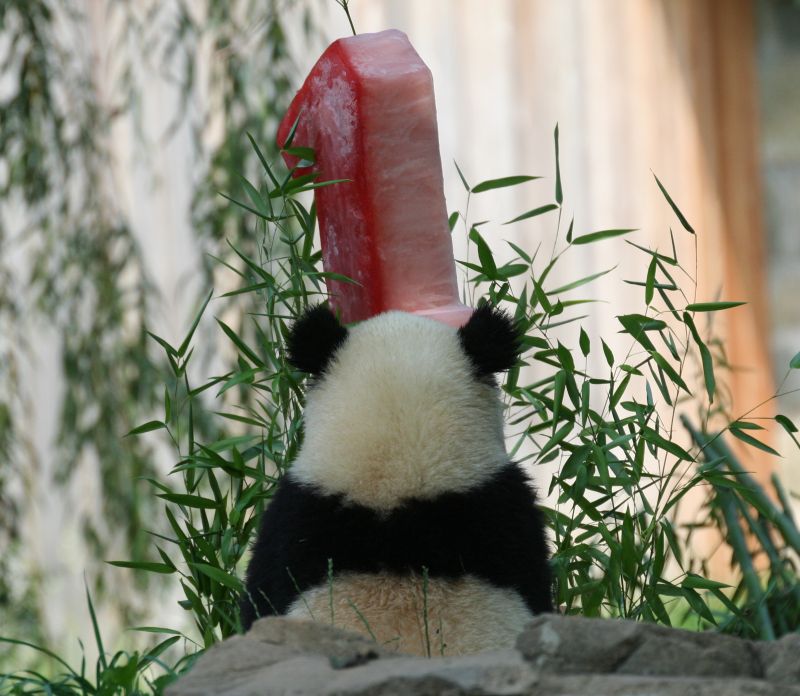 panda,tai,cake,Dierentuin,terug,nationaal