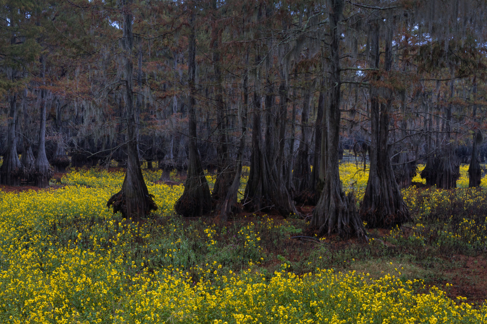 Wallpaper : flowers, lake, nature, yellow, landscape, LA, Louisiana