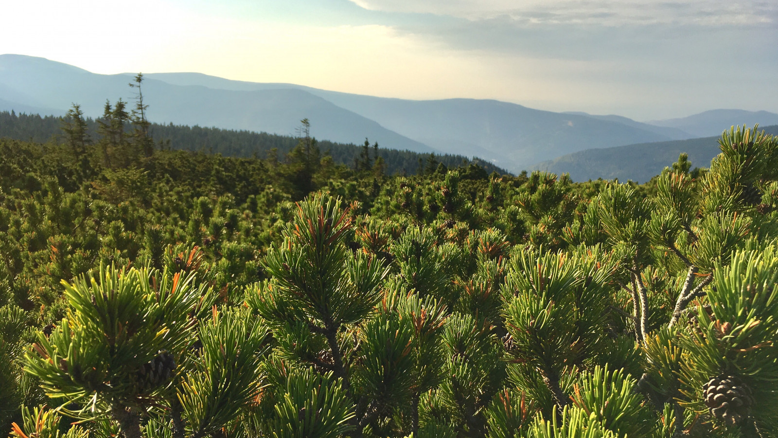paisaje, naturaleza, bosque, montañas