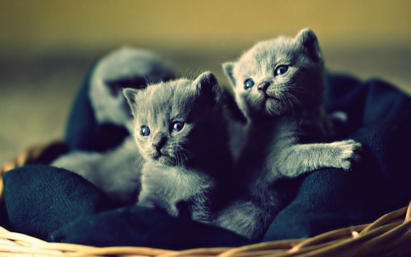 gato, Gatitos, bigotes, cesta, azul, linda gato, Gatitos, bigotes, cesta, azul, linda