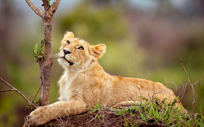 animals, lion, wildlife, big cats, whiskers, grass