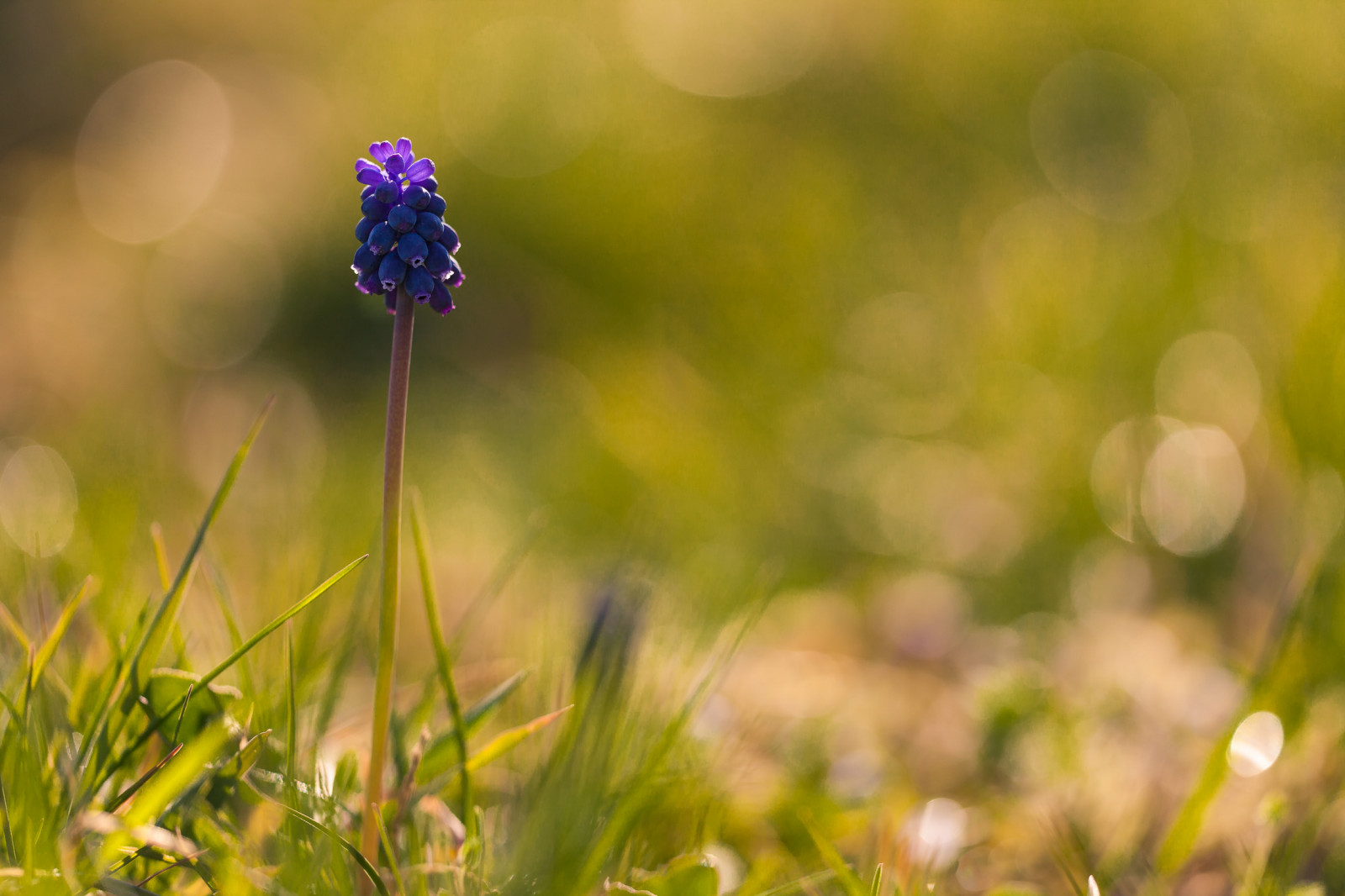 luce del sole, erba, campo, mattina, primavera, 5dmarkii, fiore, pianta, flora, macro, deutschland, petalo, prato, Fiore di campo, bl TE, sfondo del computer, avvicinamento, fotografia macro, staminali vegetali, umidità, Baden-Württemberg, Kaiserstuhl, Bischoffingen, Vogtsburg, vogtsburgimkaiserstuhl, muscarineglectum, weinbergstraubenhyazinthe, sigmaex150hsmos
