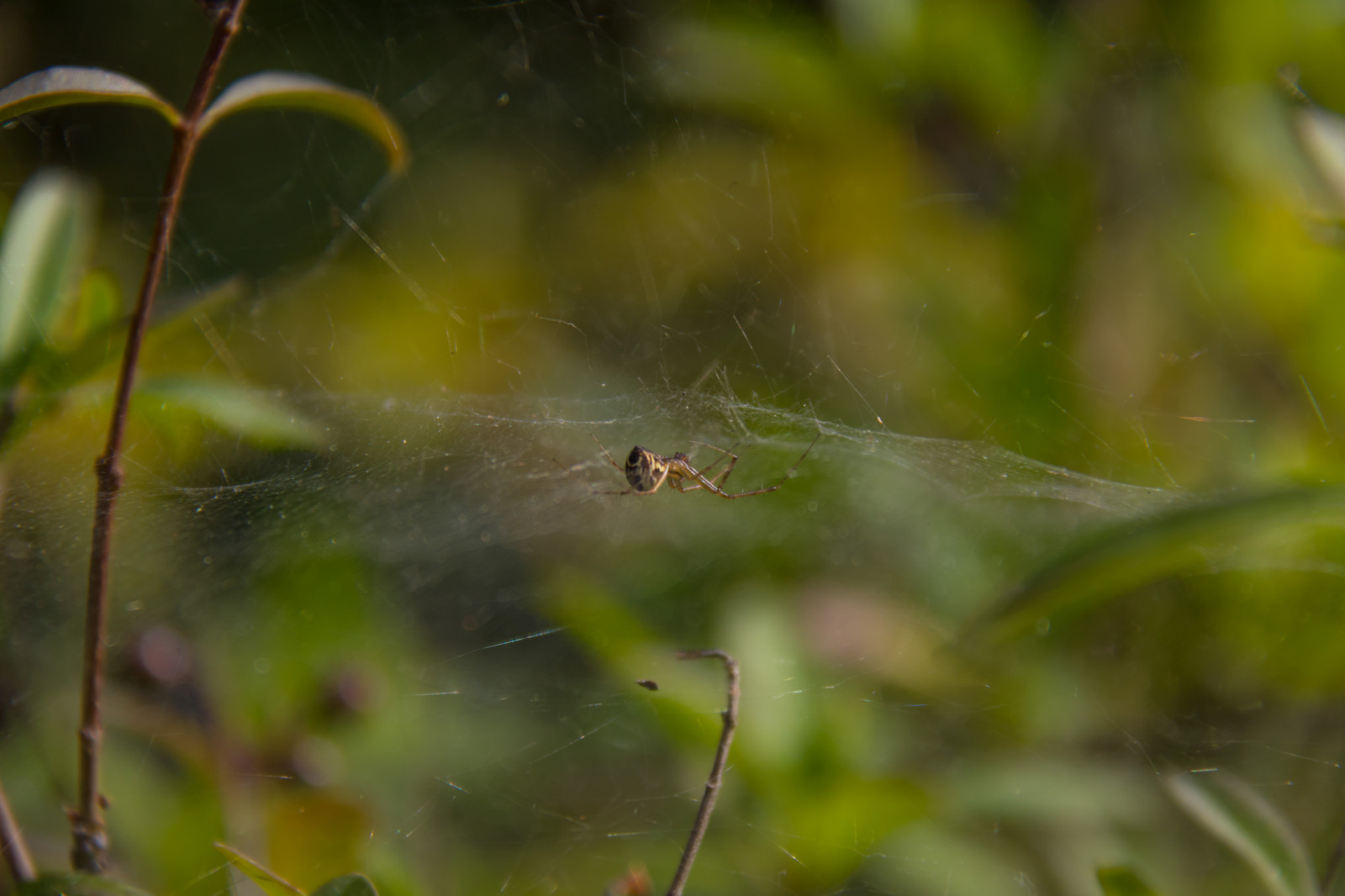 Příroda, tráva, hmyz, zelená, Volně žijících živočichů, pavouk, rosa, pavoukovec, list, květ, web, flóra, exif modelu canoneos760d, geocountry, Kamera aby kánon, geocity, Model fotoaparátu canoneos760d, geostate, geolocation, EXIF čočka efs18200mmf3556is, EXIF otvor 56, exif focallength 200mm, exif aby kánon, EXIF isospeed 100, insekt, Gotland, attackfoto, attackfoto8, Jakobsberg, fauna, zblízka, makro fotografie, závod stonek, bezobratlý, vlhkost, pavoučí síť